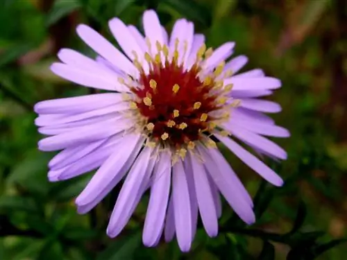 Какие семейства растений самые большие?