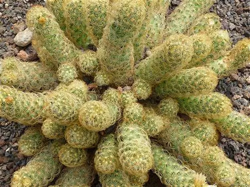 Mammillaria elongata в саду