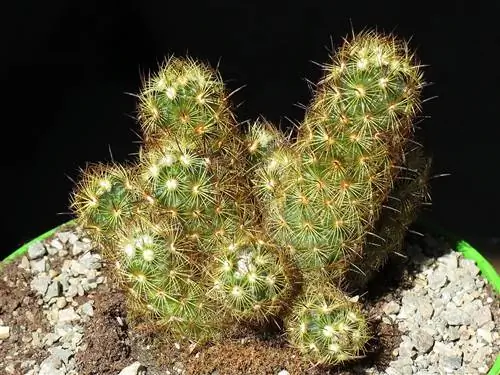 Вид на Mammillaria elongata