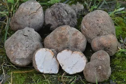 Характеристики терфезии анарии