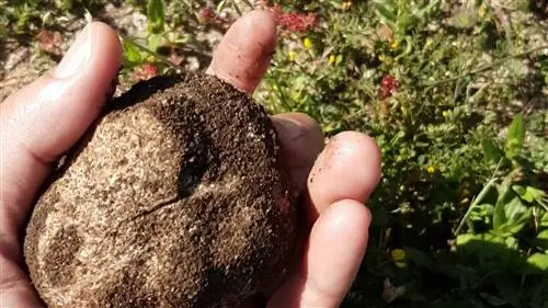 Фото терфезии анарии