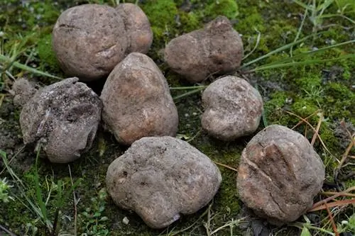 молотый картофель