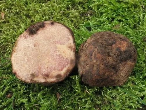 Терфезия аренария