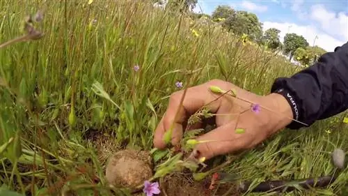 Поиск молотых криадильи