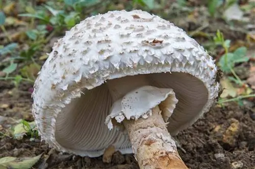 Шляпа Amanita vittadinii