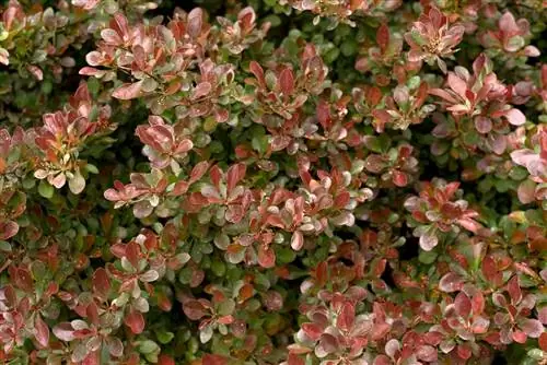 Бербери - колючие кустарники.