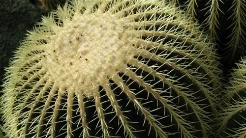 Echinocactus grusonii - колючий кактус.