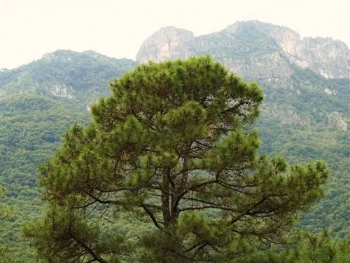 Хвойные сосны с мощными корнями