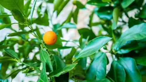 Цитрусовые фруктовые