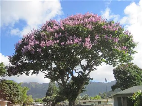 Вид на Лагерстремию