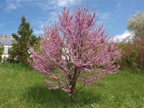Cercis - деревья с низкими корнями.