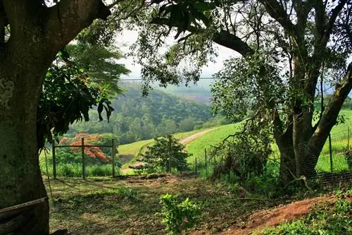 деревья - многолетние растения