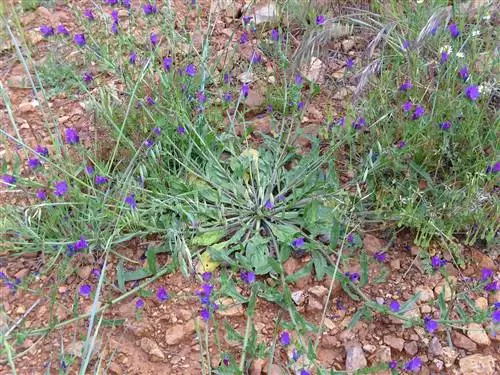 кустарник, который легко растет между камнями