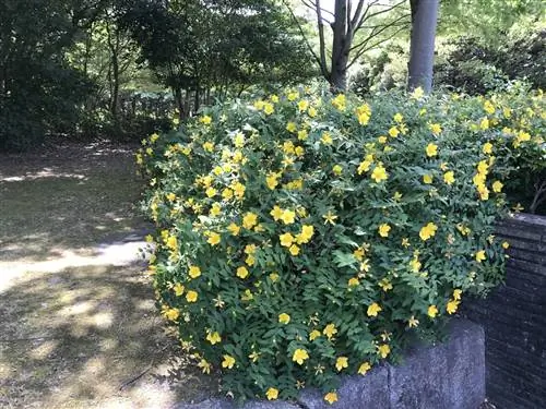 Украшение зверобоем