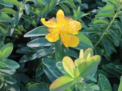 Гиперикум калицинум