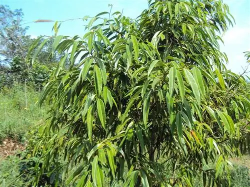 Вид Ficus maclellandii в среде обитания