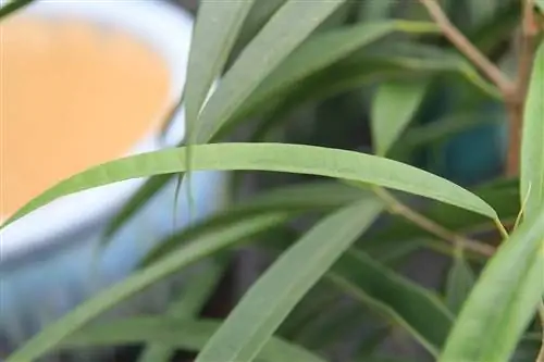 Листья фикуса Алии линейные.