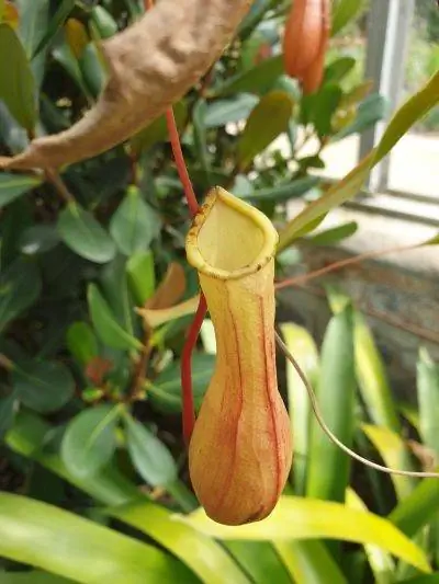 Nepenthes alata - хищник