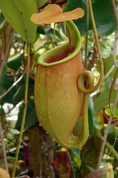 Ловушки Nepenthes bicalcarata желтые.