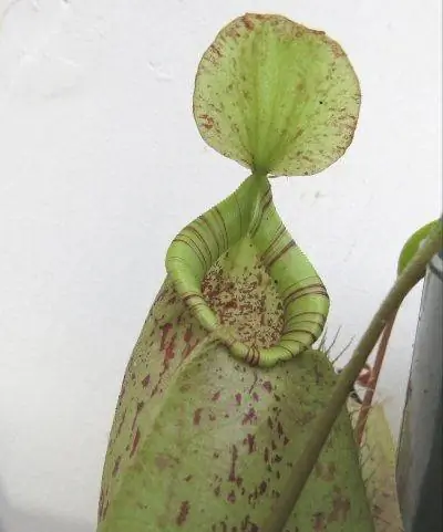 Вид на Nepenthes x hookeriana