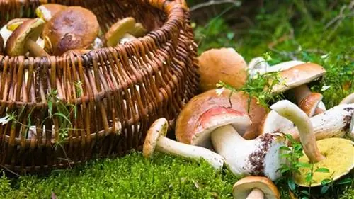 сбор грибов