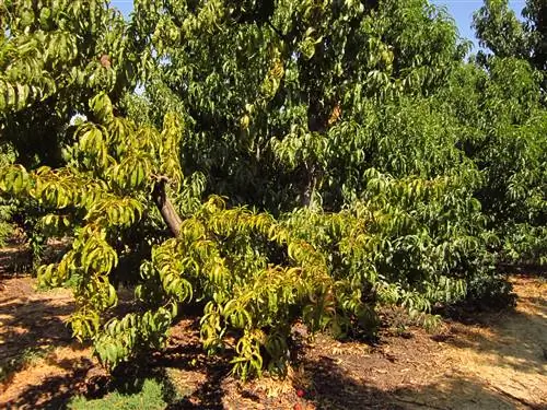 Избыток удобрений - проблема для растений