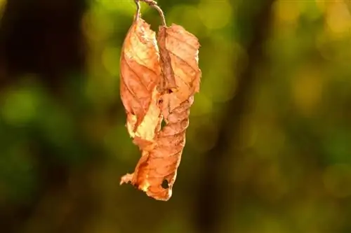 Как восстановить растение при избытке удобрений