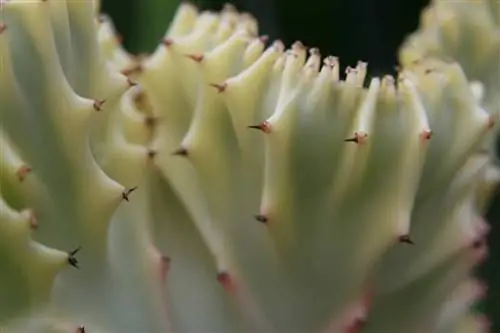 Вид Euphorbia lactea f cristata