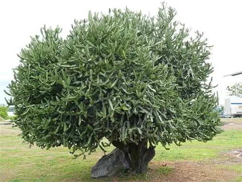 Euphorbia lactea - древесный суккулент.