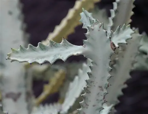 Вид на молочай молочный cv Grey Ghost