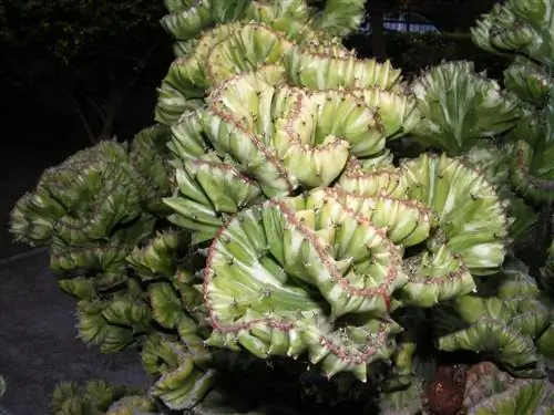 Euphorbia lactea f cristata встречается очень часто.