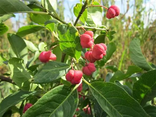 Эоним - листопадный кустарник