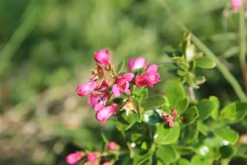 Цветущие кустарники красивы в саду или в горшке.