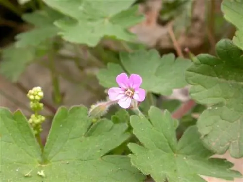 маленький розовый цветок, выделяющийся среди кустов