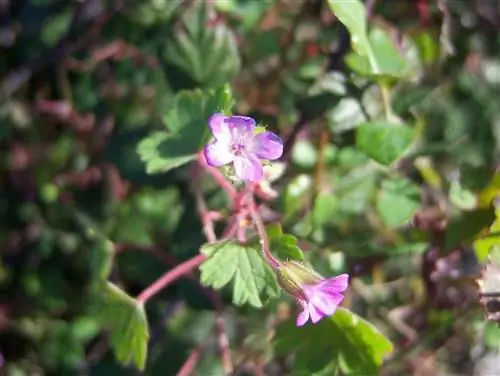 Саусана (Geranium rotundifolium)