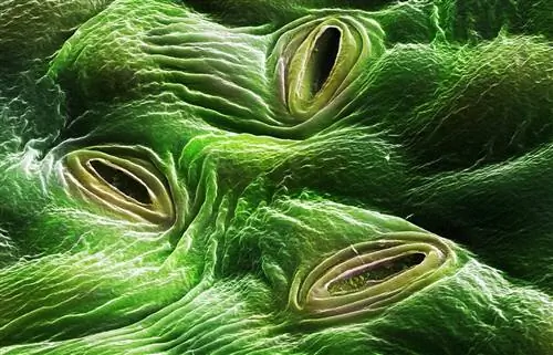 Важность устьиц