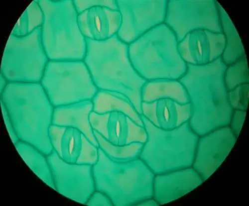 устьица под микроскопом