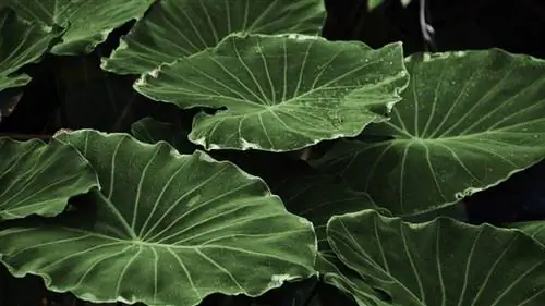 Что такое устьица и для чего они нужны?