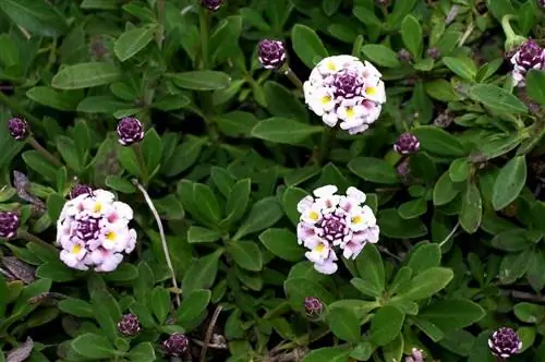 круглые цветки от белого до розоватого цвета