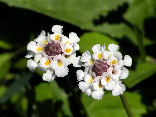 цветы с множеством белых лепестков