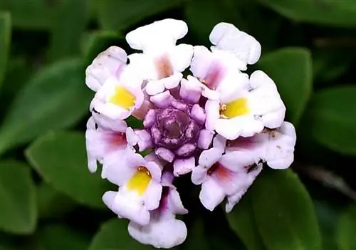 изображение цветка крупным планом, где видны все его лепестки