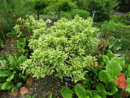 Daphne odora - листопадный кустарник.