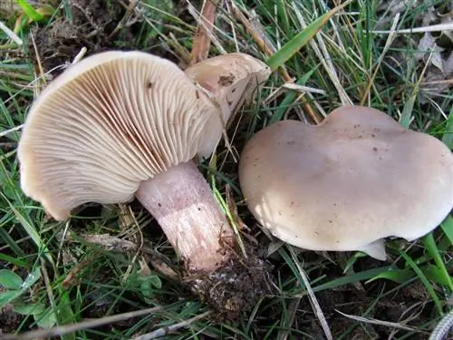 Характеристики персонажа Lepista