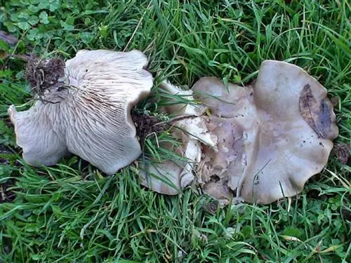 фиолетовая нога