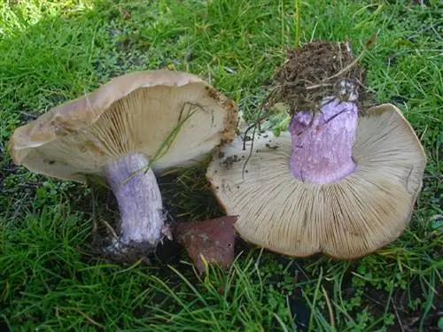 леписта персона