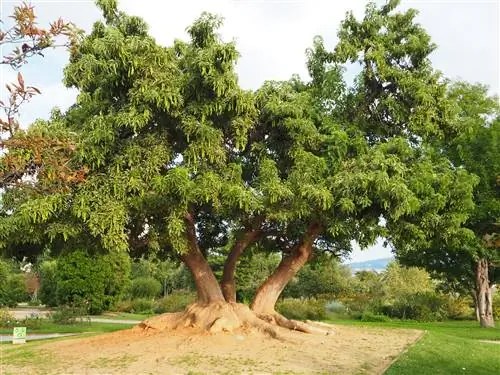 Омбу - травянистое растение