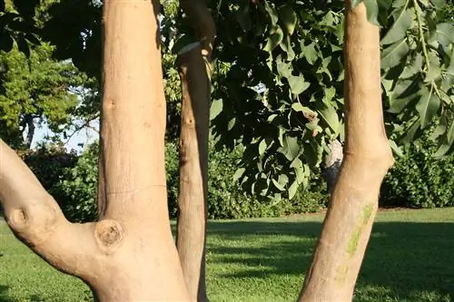 Ствол омбу гладкий