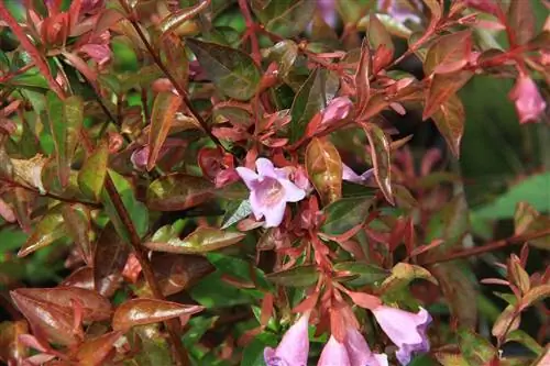 розовые цветки кустарника Abelia grandiflora