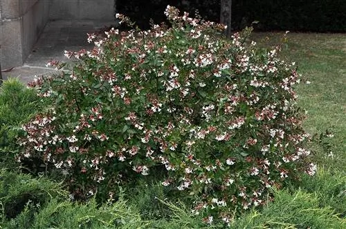 Абелия крупноцветковая (Abelia grandiflora)