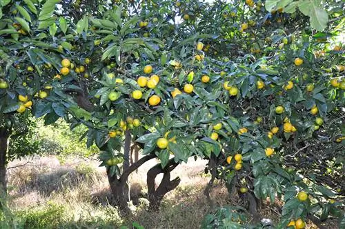 Citrus reticulata - небольшое фруктовое дерево.